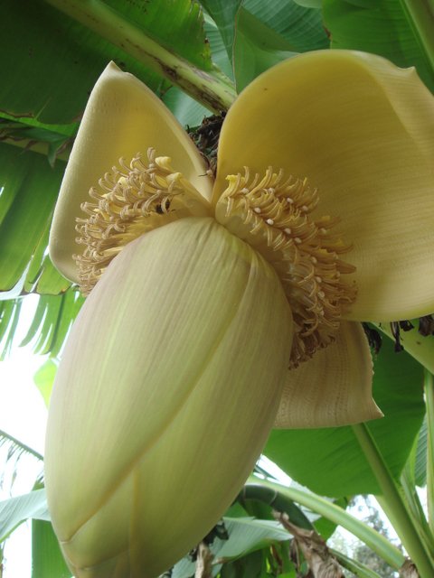 Musa fleur